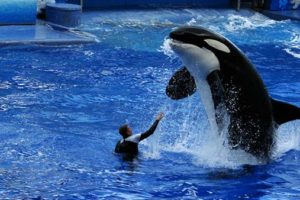 SeaWorld Shamu