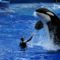 SeaWorld Shamu