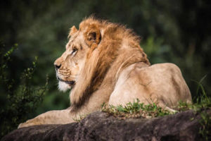 Animal Kingdom
